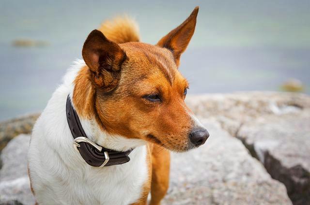 How to Customize Leather Dog Collars